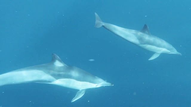 Group of Dolphins Swimming Underwater смотреть онлайн