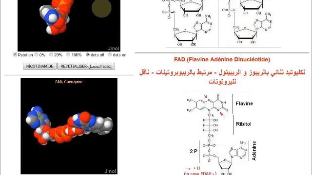ATP, NAD, FAD, Acetyl-Coenzyme A. Structure & role جزيئات إنتاج الطاقة смотреть онлайн