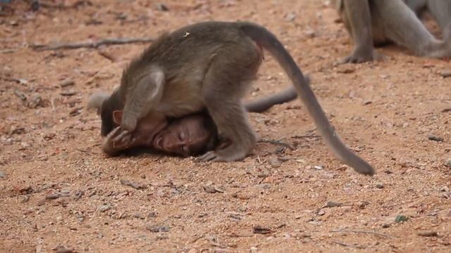 JUST KAPPI CHESHTE 🐒🐒🐒| Monkeys playing around hilariously | Have a laugh.. 😂😂😂 смотреть онлайн