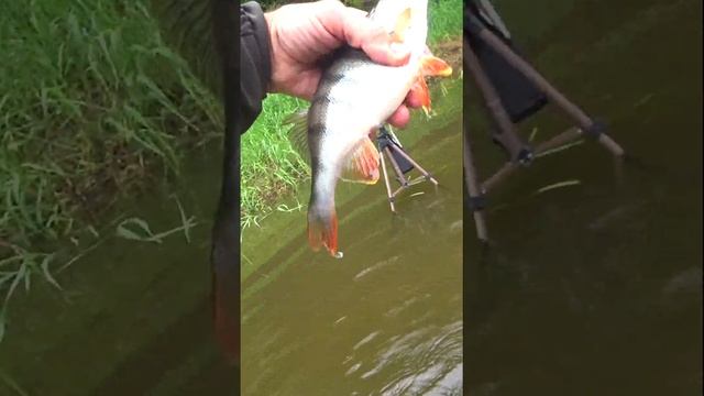САМКА С ИКРОЙ. ОТПУСКАЕМ. смотреть онлайн