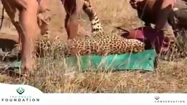 PHASA Foundation Leopard Rescue Part 1 смотреть онлайн