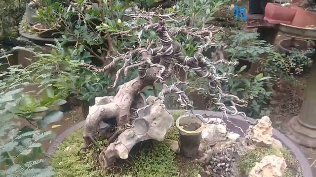 BONSAI FIKUS IPREK...PENJING PANORAMA