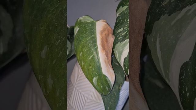 thrip damage 😭 atleast the plants were saved 🥴 смотреть онлайн