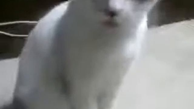 КОТ В ШОКЕ смотреть онлайн