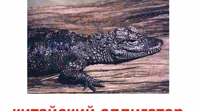 Крокодилы смотреть онлайн