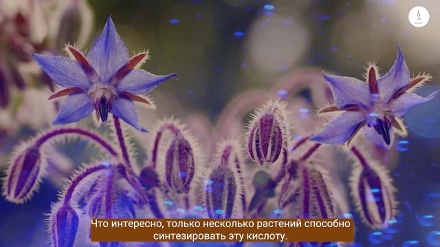 LAZIZAL® Advanced Face Lift Capsules RU2 смотреть онлайн