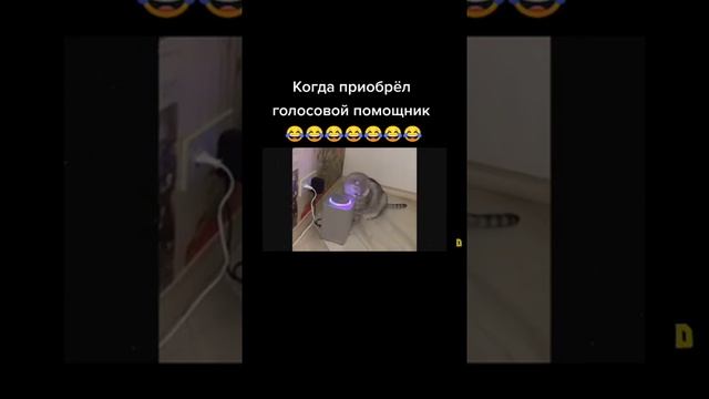 Кот просто в шоке! 🤣#ТвоёЛетоТвоёВремя #лучшиеприколы2021 #приколы2021лучшие смотреть онлайн