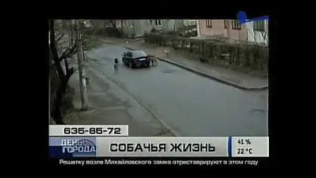 ДГ-собачья жизнь. 14.06.12 смотреть онлайн