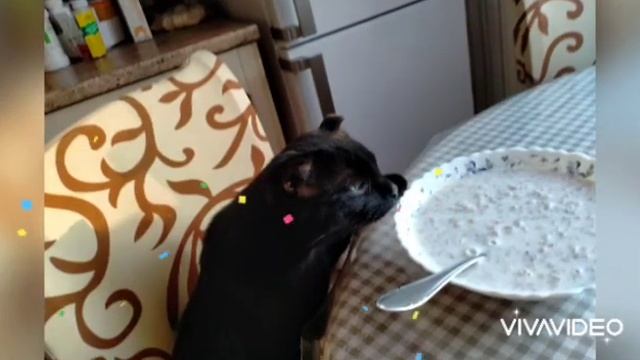 ЧЁРНЫЕ КОТИКИ ЕСТ КАШУ смотреть онлайн
