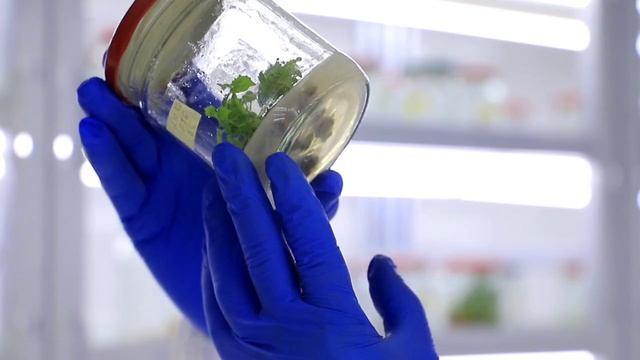 #Live JDITI Genom va biotexnologiyalari laboratoriyasi 2024 02 02 13 53 43 смотреть онлайн