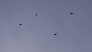 Голуби Серпастые СВГ 15.02. 2019 г.