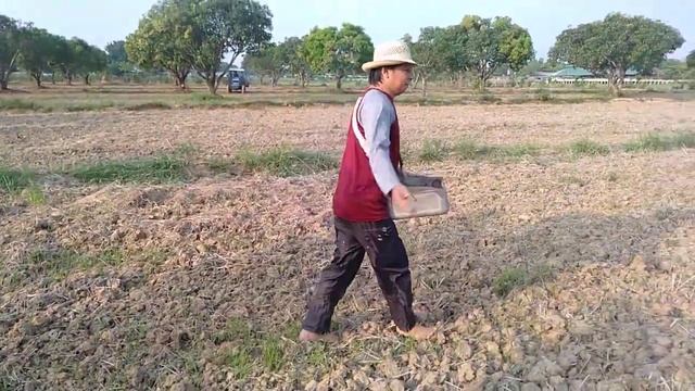 AGRIBUSINESS | DIRECT RICE FARM SEEDING AFTER LAND PREPARATION смотреть онлайн