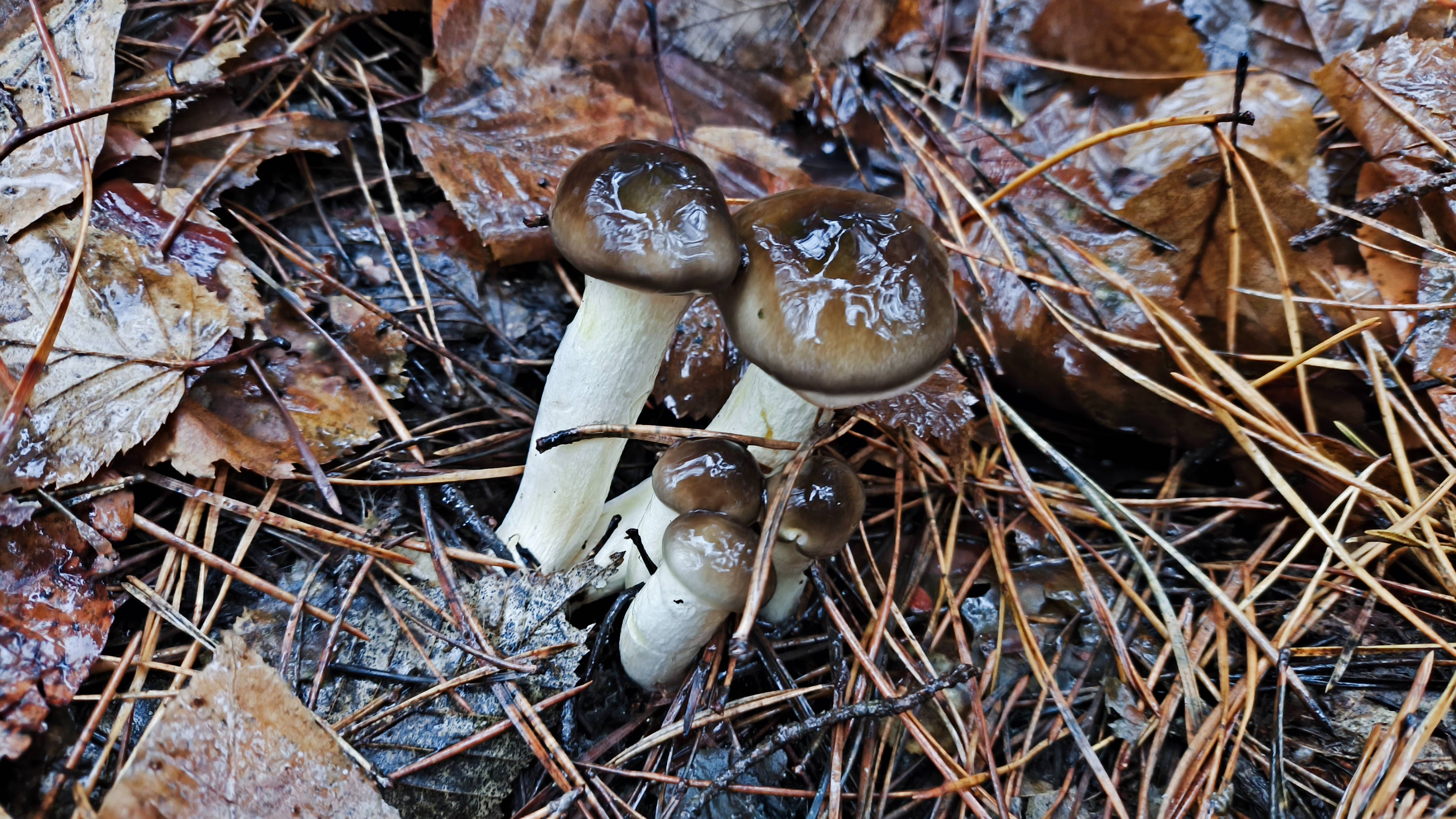 В первый раз собираю грибы Гигрофоры смотреть онлайн