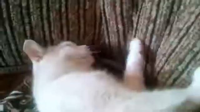 Моя кошка танцует #2 смотреть онлайн