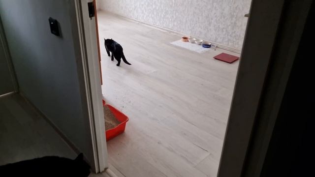 Астана / Очень страшно / Посетили ветеринара / Пришёл долгожданный заказ невовремя смотреть онлайн