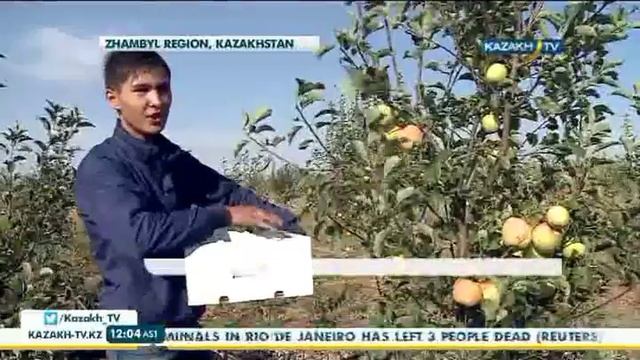 Жамбыл облысы алма жинау науқаны басталды смотреть онлайн