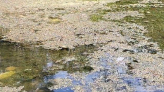 Mercury Levels in Macal River fish goes down смотреть онлайн