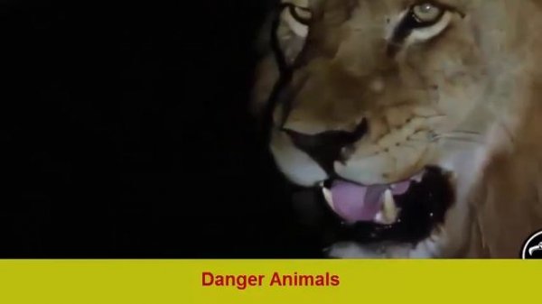 ✪ Amazing Wild Animal Attacks 4 -lion- tiger- Crocodile -deer-anaconda✔animal fights ✔Danger Animal
