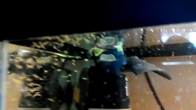 Хромис красавец мальки подрастают кушают науплий артемии смотреть онлайн