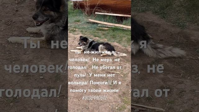 Сказки из жизни приют Хакасия строим вольеры’ помощь 89135440512 смотреть онлайн