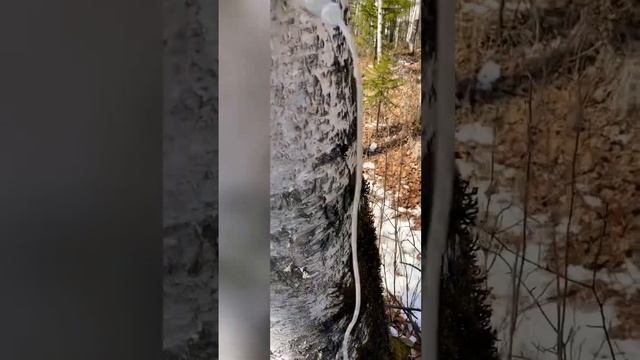 Березовый сок течет ручьем🤭🤭🤭🤭 смотреть онлайн