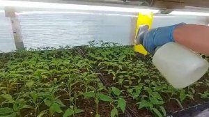 Первая подкормка рассады перца