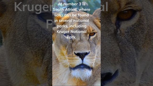Top 5 African Countries With The Largest Lion Population смотреть онлайн