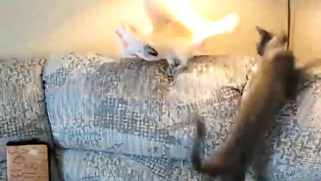 Попугай дерется с котом смотреть онлайн