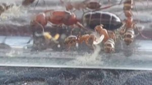 Camponotus lameerei (Kazakhstan) 12.09.2021
