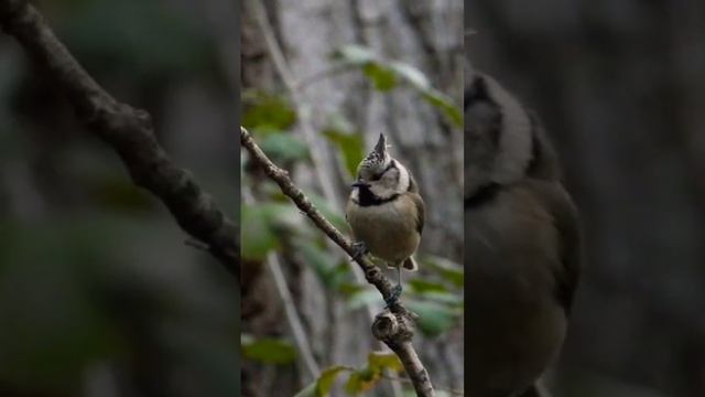 Herrerillo capuchino (𝘓𝘰𝘱𝘩𝘰𝘱𝘩𝘢𝘯𝘦𝘴 𝘤𝘳𝘪𝘴𝘵𝘢𝘵𝘶𝘴) #animals #fauna #wild #naturaleza #wildanimals #birds смотреть онлайн