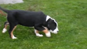 Щенки Большого Швейцарского зенненхунда, гросса