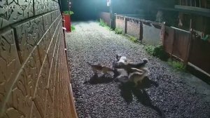 бездомные собаки разорвали кота