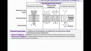 Лекция 2.2. Цитолемма | Глинкина В.В.