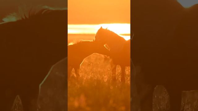 Дикие мустанги / Wild mustangs смотреть онлайн