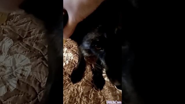 Как помочь питомцу восстановить эмоциональный баланс смотреть онлайн