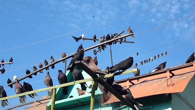 голуби Мариуполь Павел Кульбака смотреть онлайн