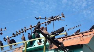 голуби Мариуполь Павел Кульбака