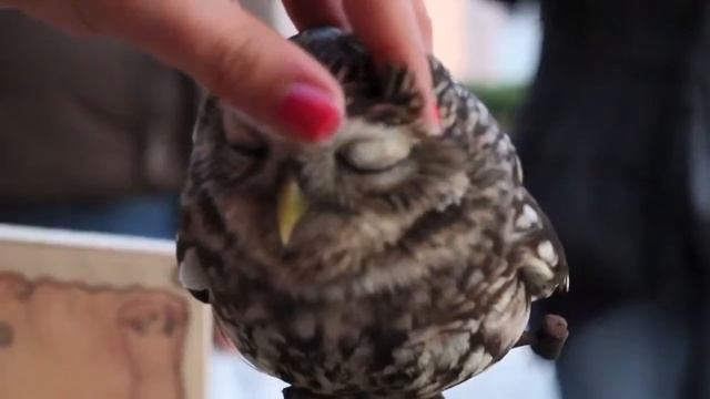 Совёнок неженка смотреть онлайн
