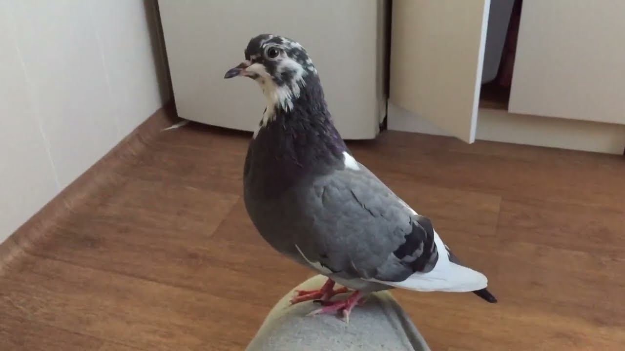 Птенец голубя. ПОДРОС, ОКРЕП, ВСТАЛ НА КРЫЛО. Взял домой 8 февраля.