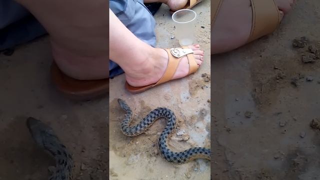 VID 20150816 173447 смотреть онлайн