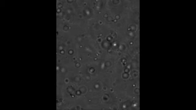 Ferritin Magnetic Emulsion 1 смотреть онлайн
