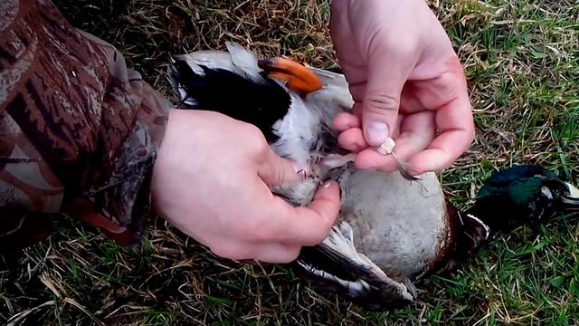 Селезень, как мужчина