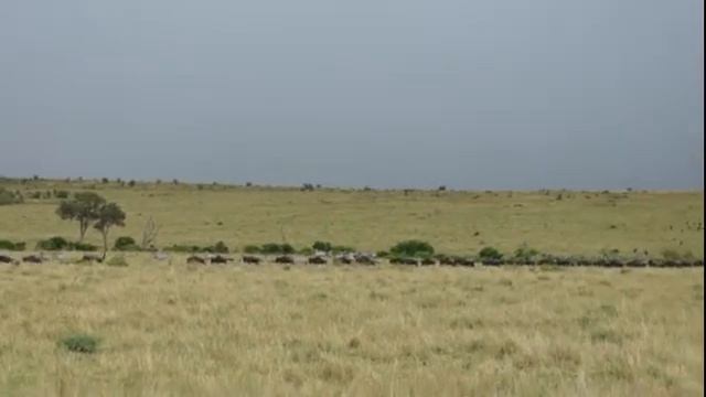 Кения Масаи Мара Еще миграция смотреть онлайн