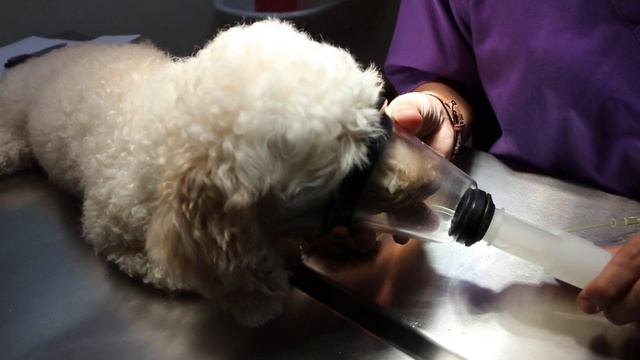 How is a dog sedated and anaesthesized at Toa Payoh Vets смотреть онлайн