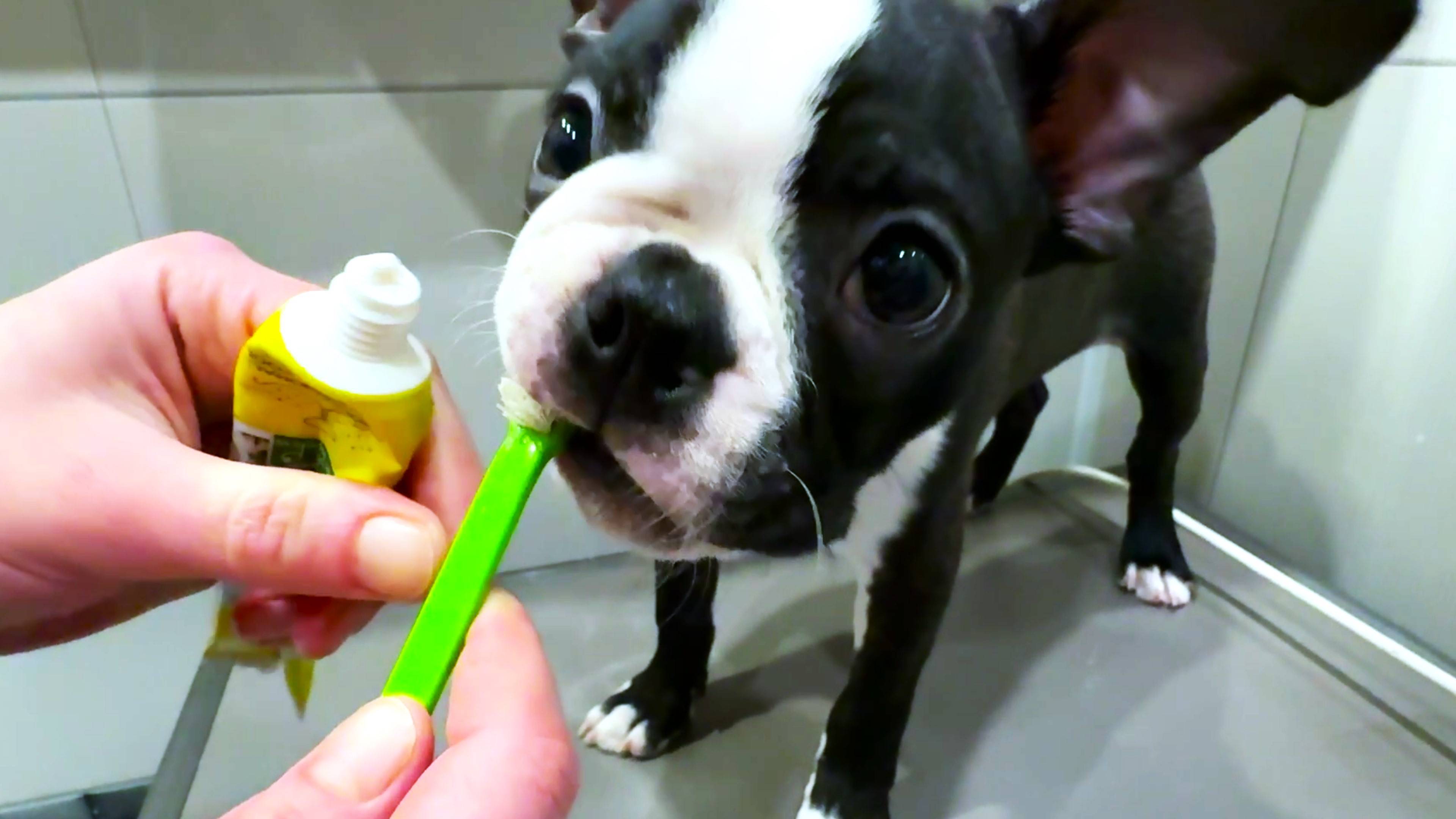 Первое купание щенка Тайсона, уход за Бостон терьером, чистка зубов собаке смешные животные смотреть онлайн
