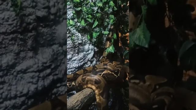 мои императоры 🐍💞 #змея#удав#рептилии смотреть онлайн