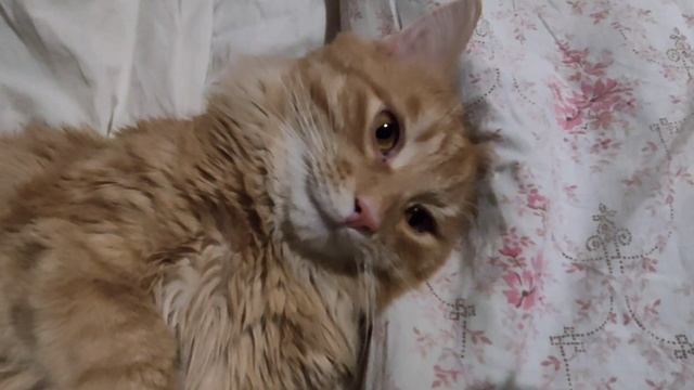 Уставший кот)))#коты #кошки #котики #catvideos