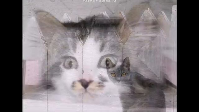 Слайд-шоу. Котята смотреть онлайн