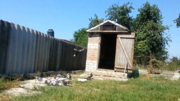 9 августа вечером голуби все слетелись