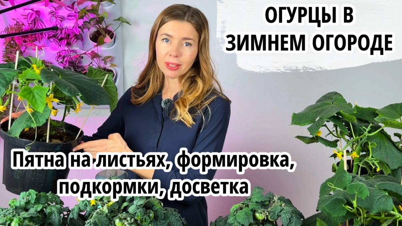Зимний огород: почему не получается, как у блогеров? смотреть онлайн